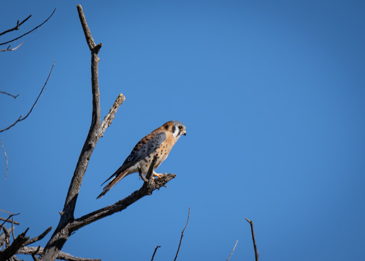 American Kestrel - ML624162775