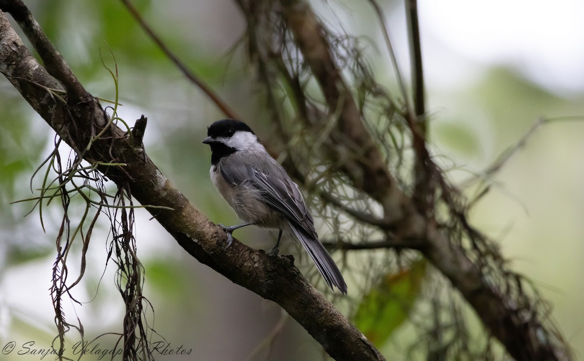 Mésange bicolore - ML624162778