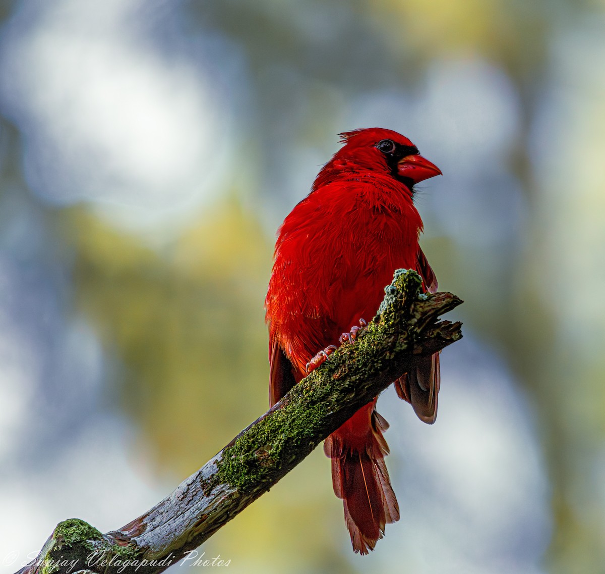 Cardinal rouge - ML624162819