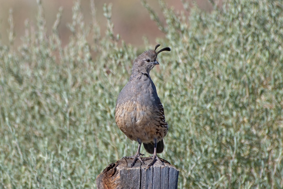 Gambel's Quail - ML624162856