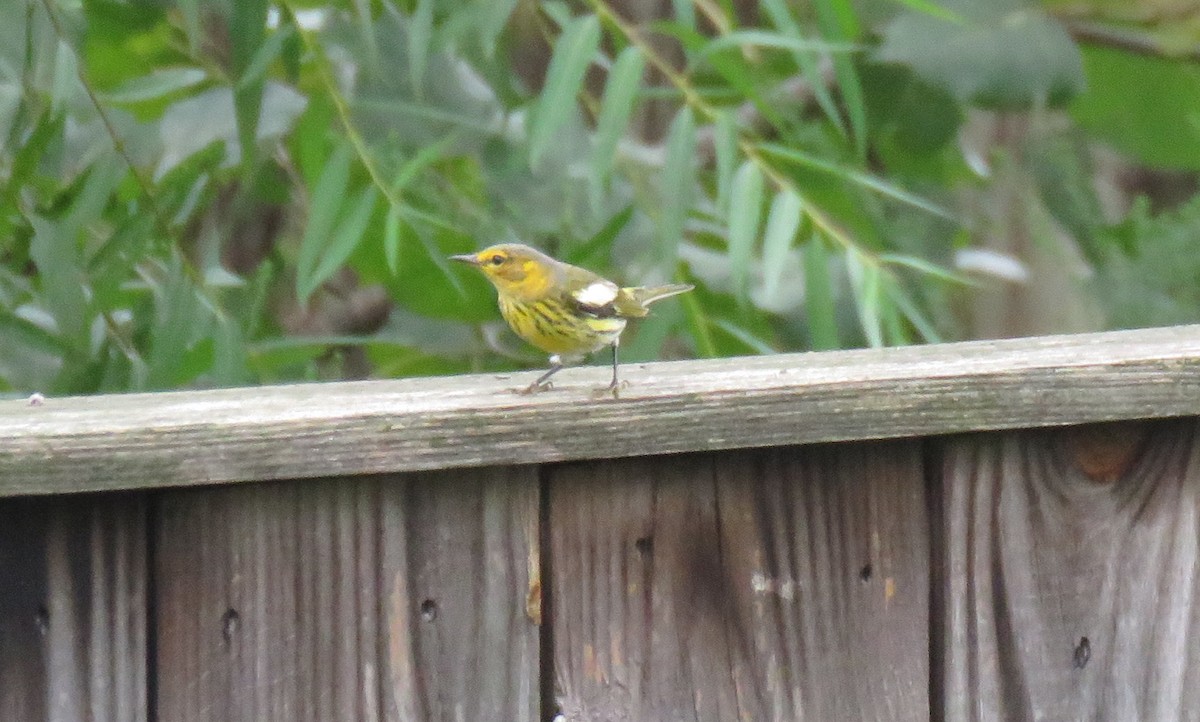 Cape May Warbler - Toby Hardwick