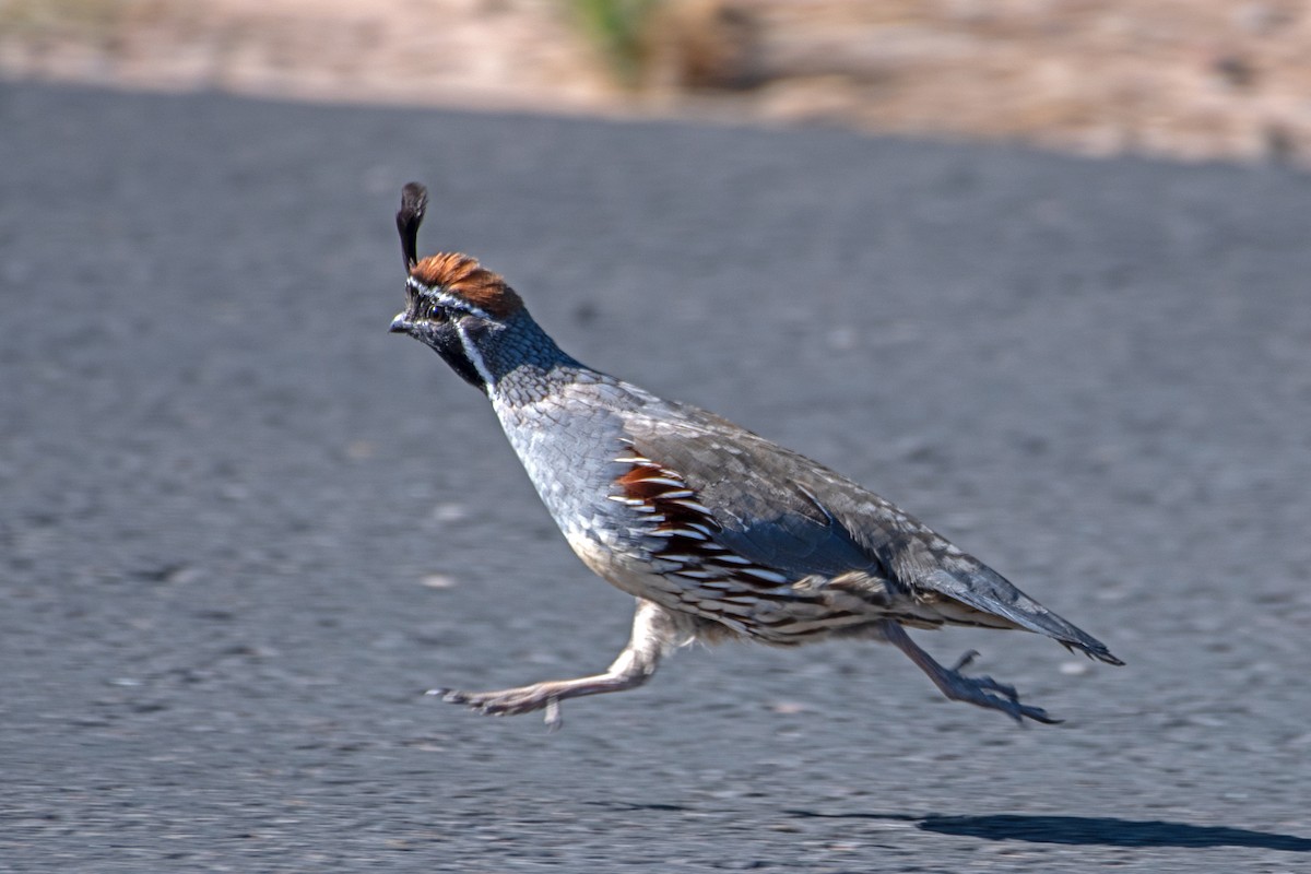 Gambel's Quail - ML624162881