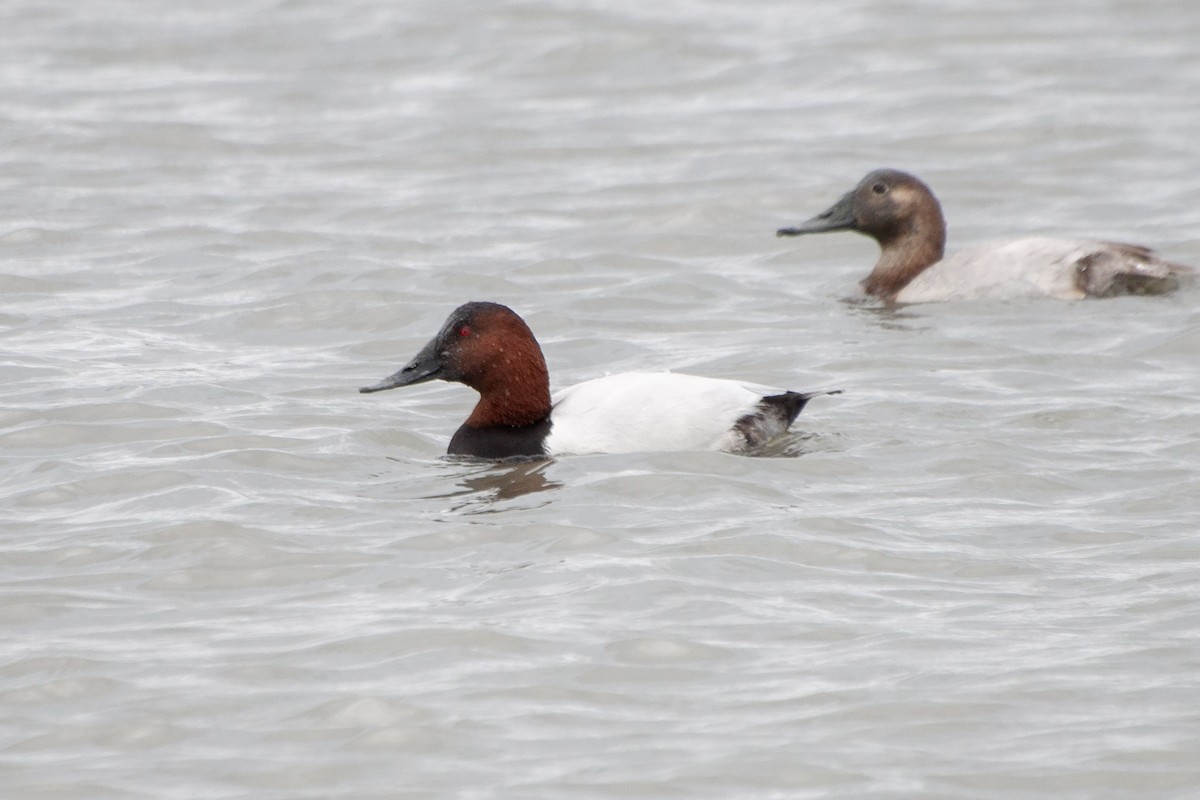 Canvasback - ML624162887