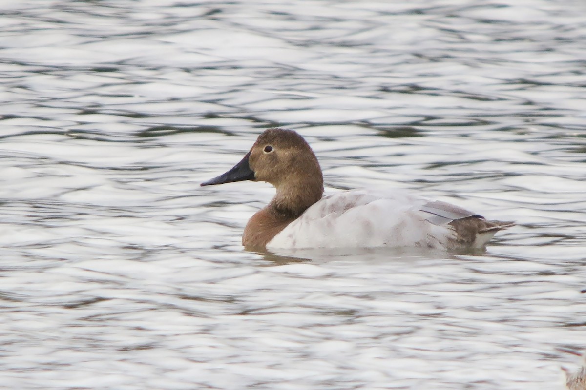 Canvasback - ML624162893