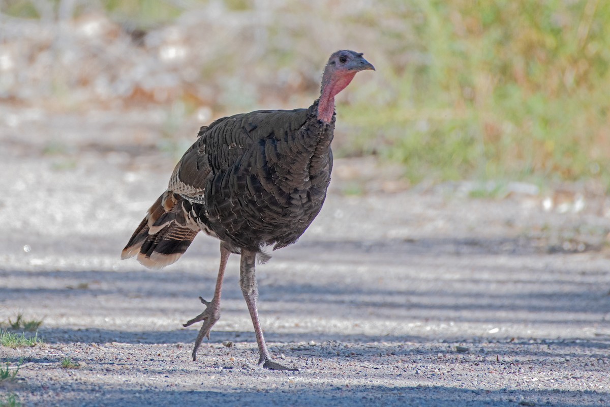 Wild Turkey - ML624162907