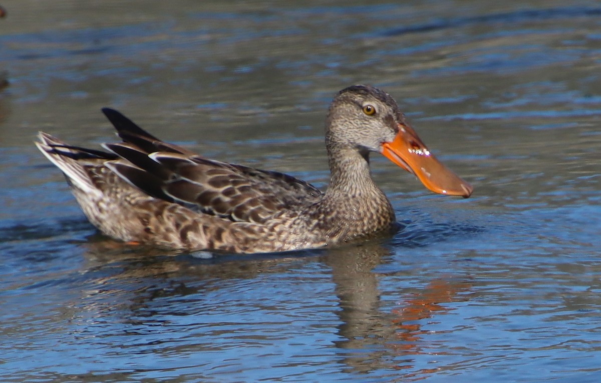 Canard souchet - ML624162961