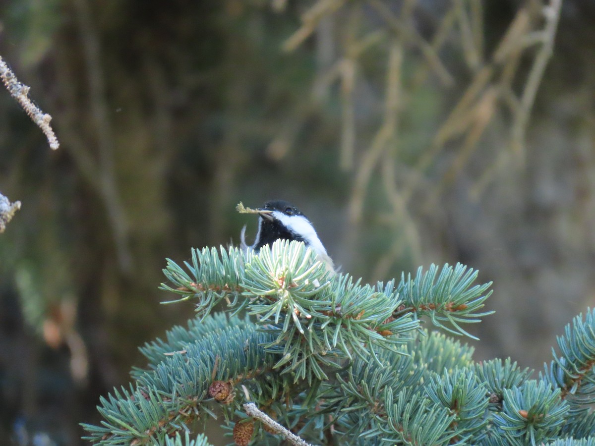 Black-capped Chickadee - ML624162965