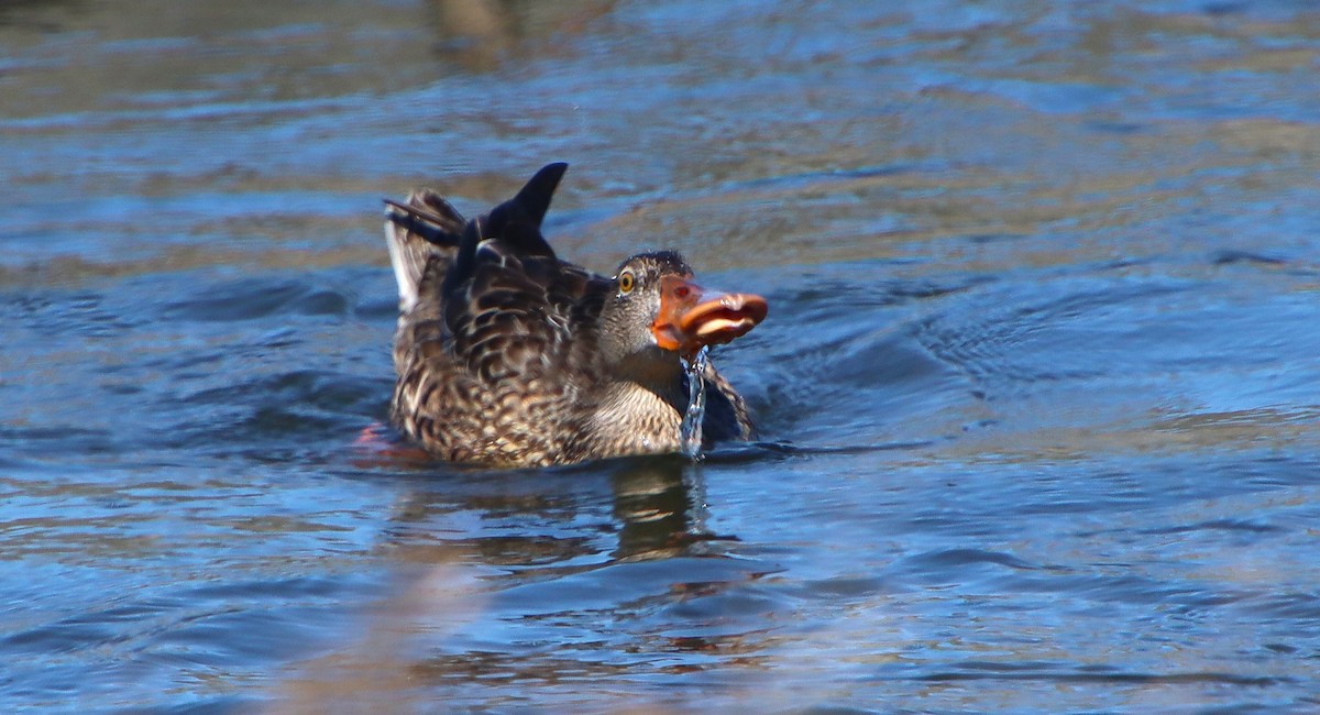 Canard souchet - ML624162984