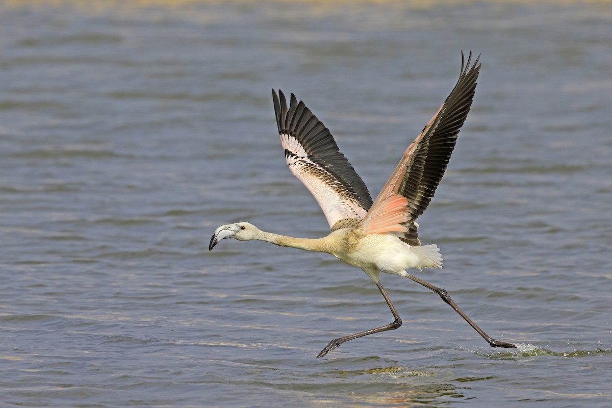 Flamant rose - ML624162998