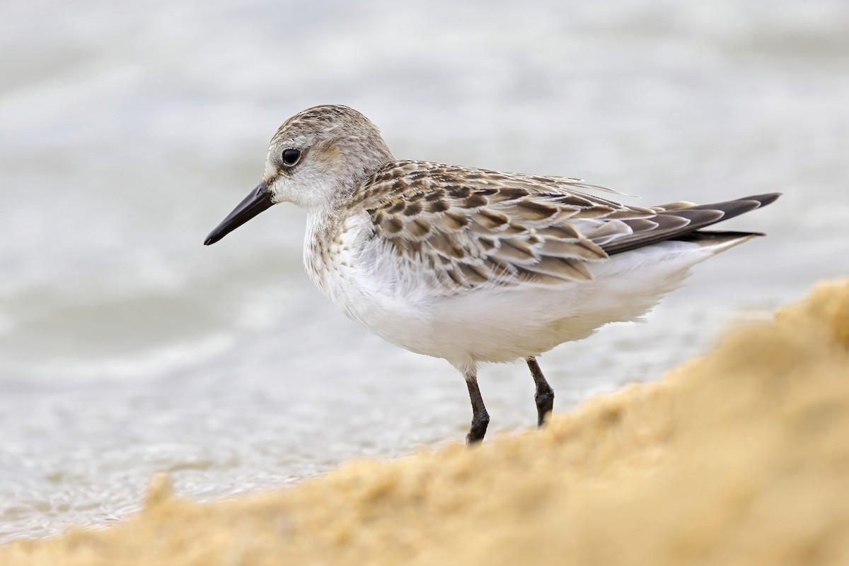 Bécasseau semipalmé - ML624163004