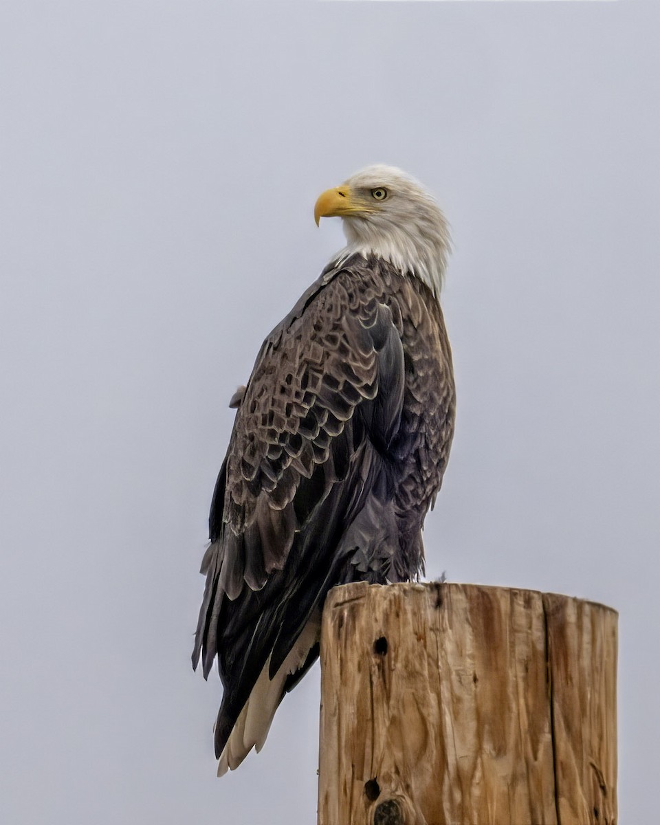 Bald Eagle - ML624163010