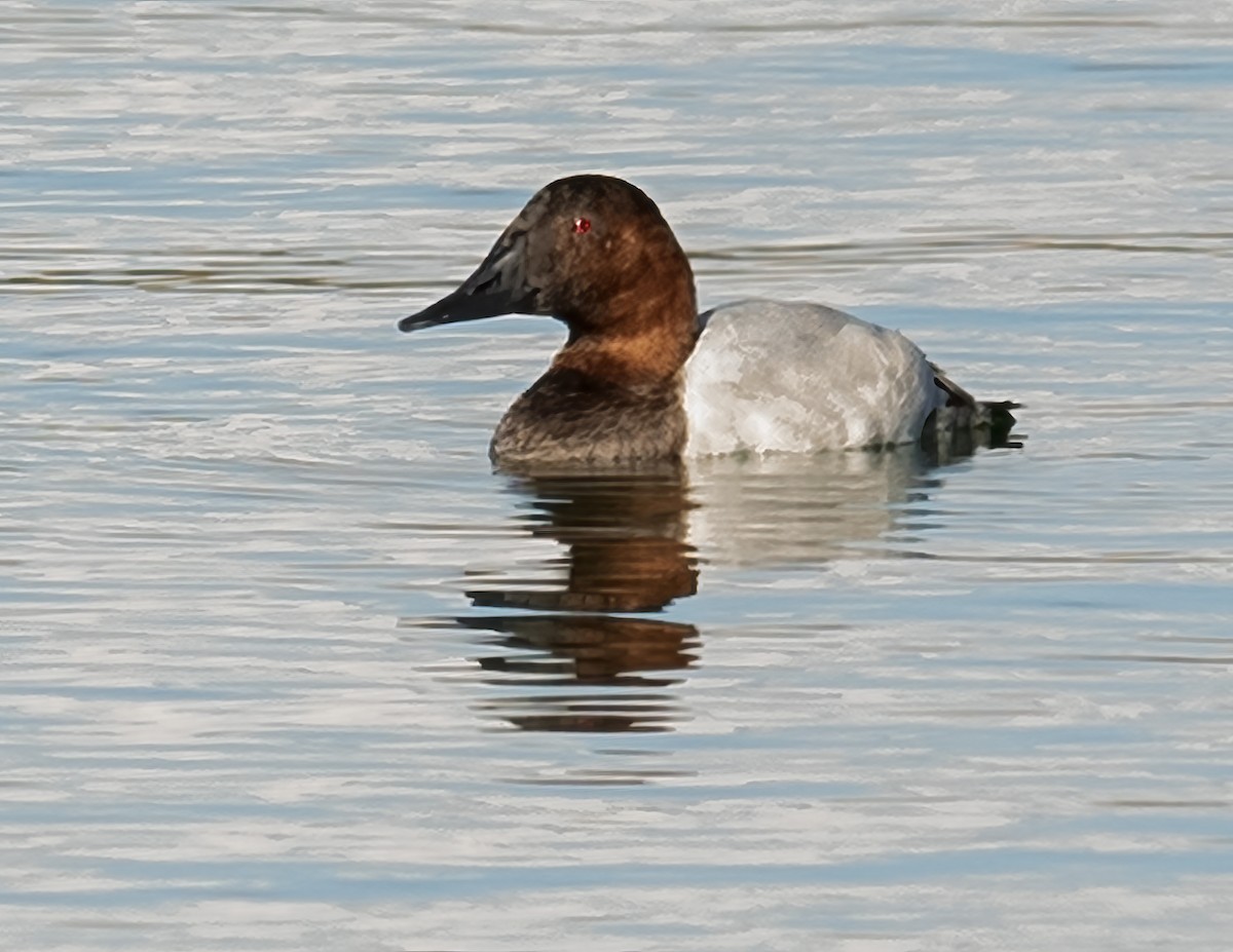 Canvasback - ML624163021