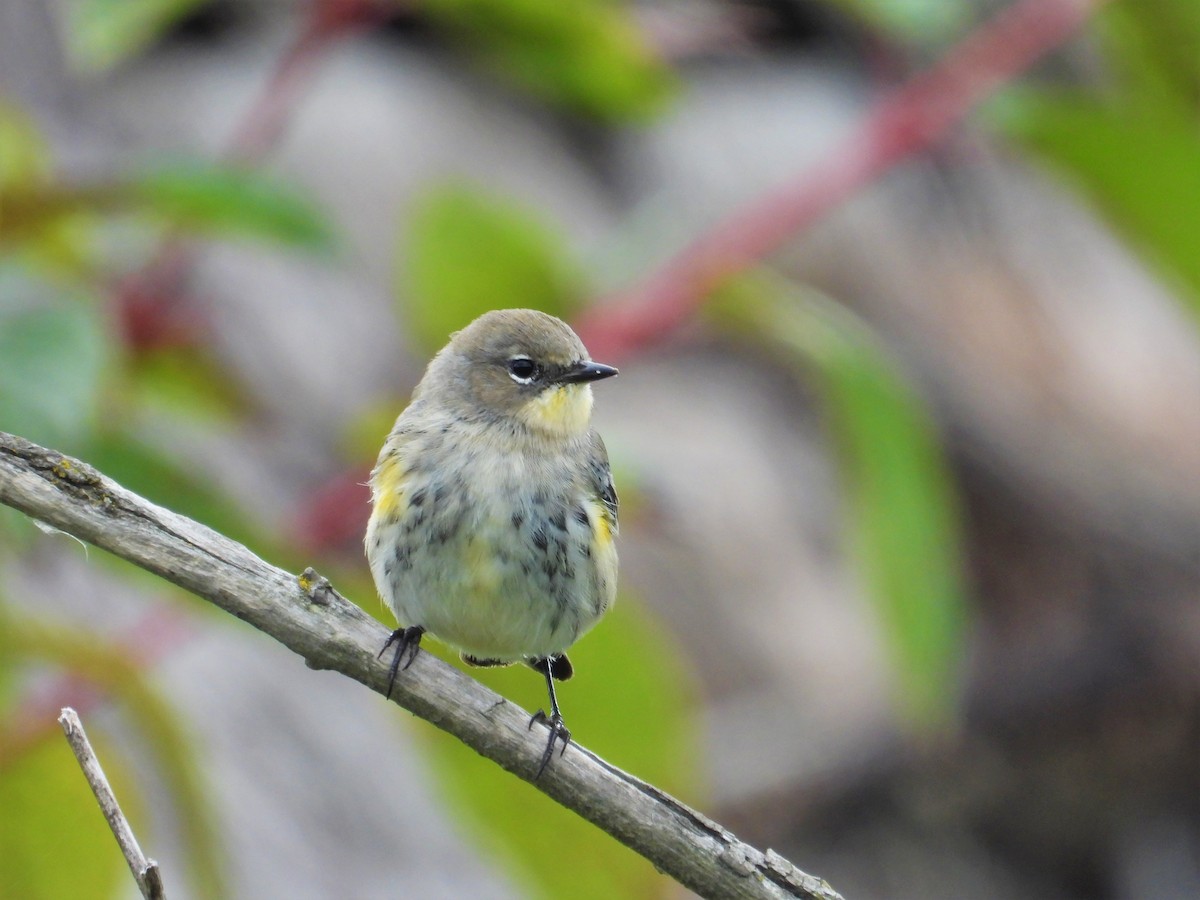 Kronenwaldsänger (Audubonwaldsänger) - ML624163030