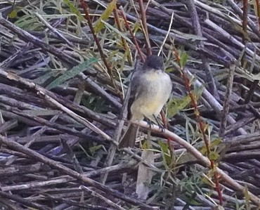 Eastern Phoebe - ML624163068