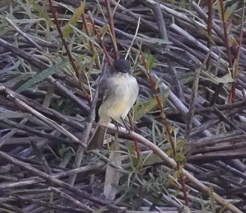 Eastern Phoebe - ML624163069