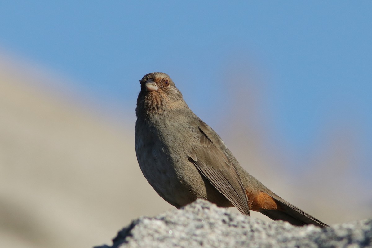 California Towhee - ML624163173