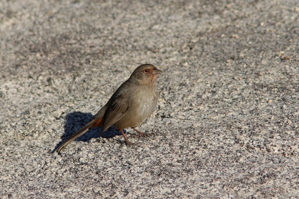 California Towhee - ML624163174
