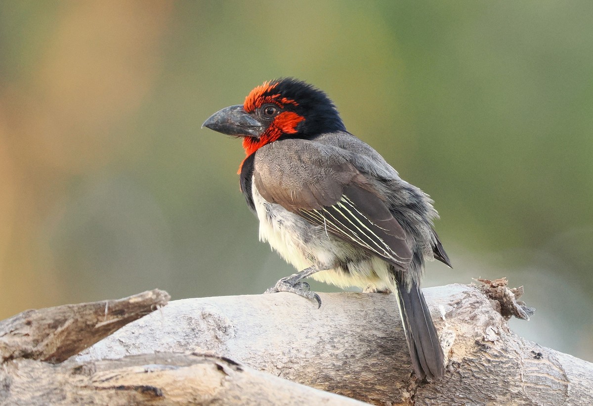 Black-collared Barbet - ML624163211