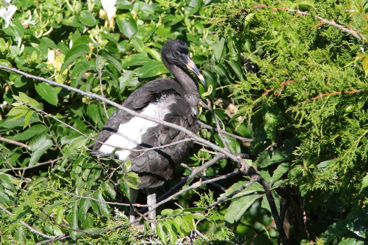 Ibis Blanco - ML624163251