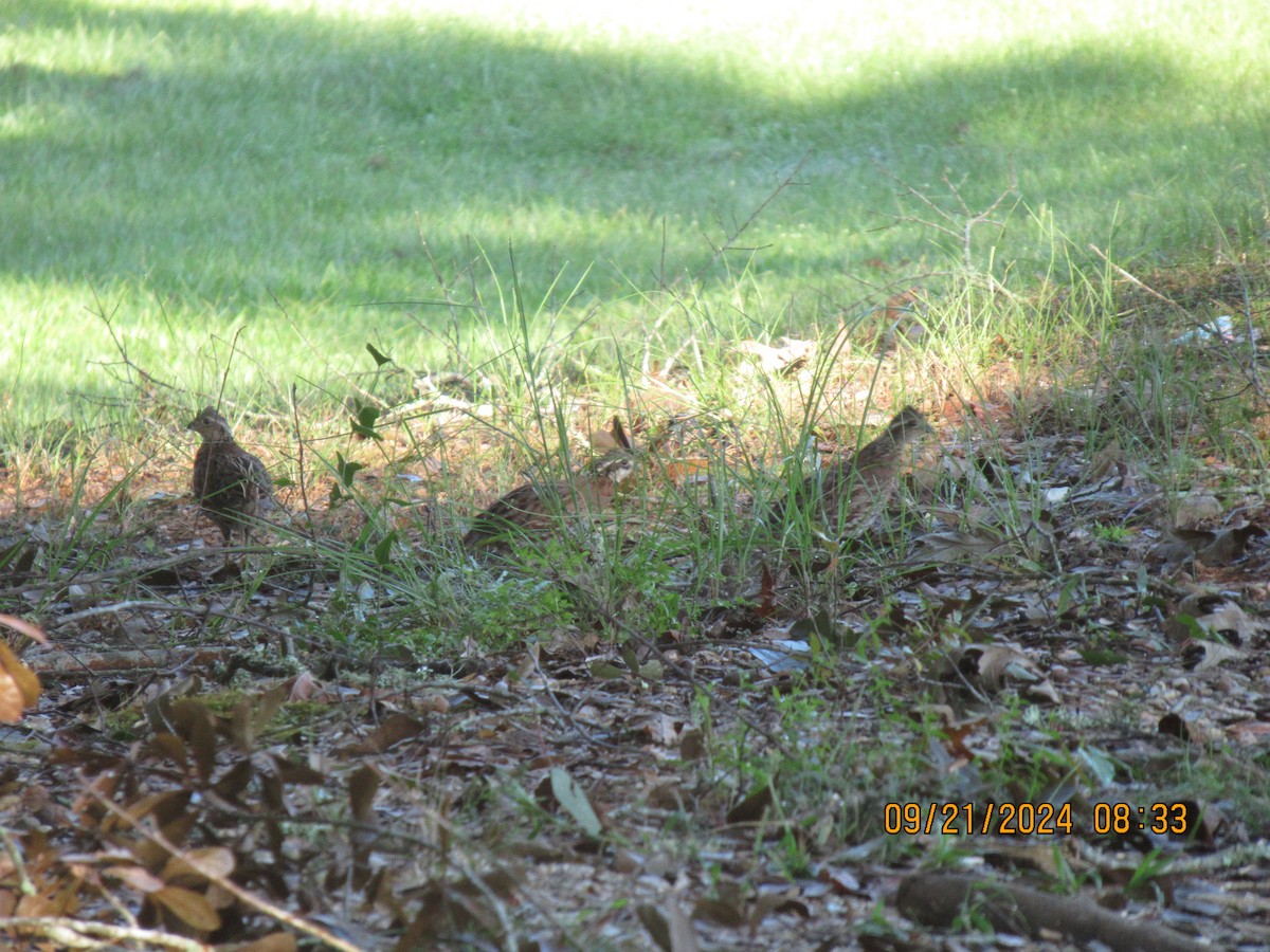 Northern Bobwhite - ML624163258