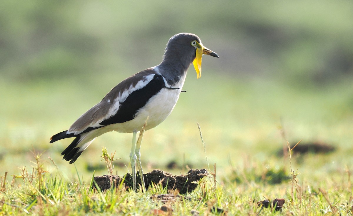 White-crowned Lapwing - ML624163308