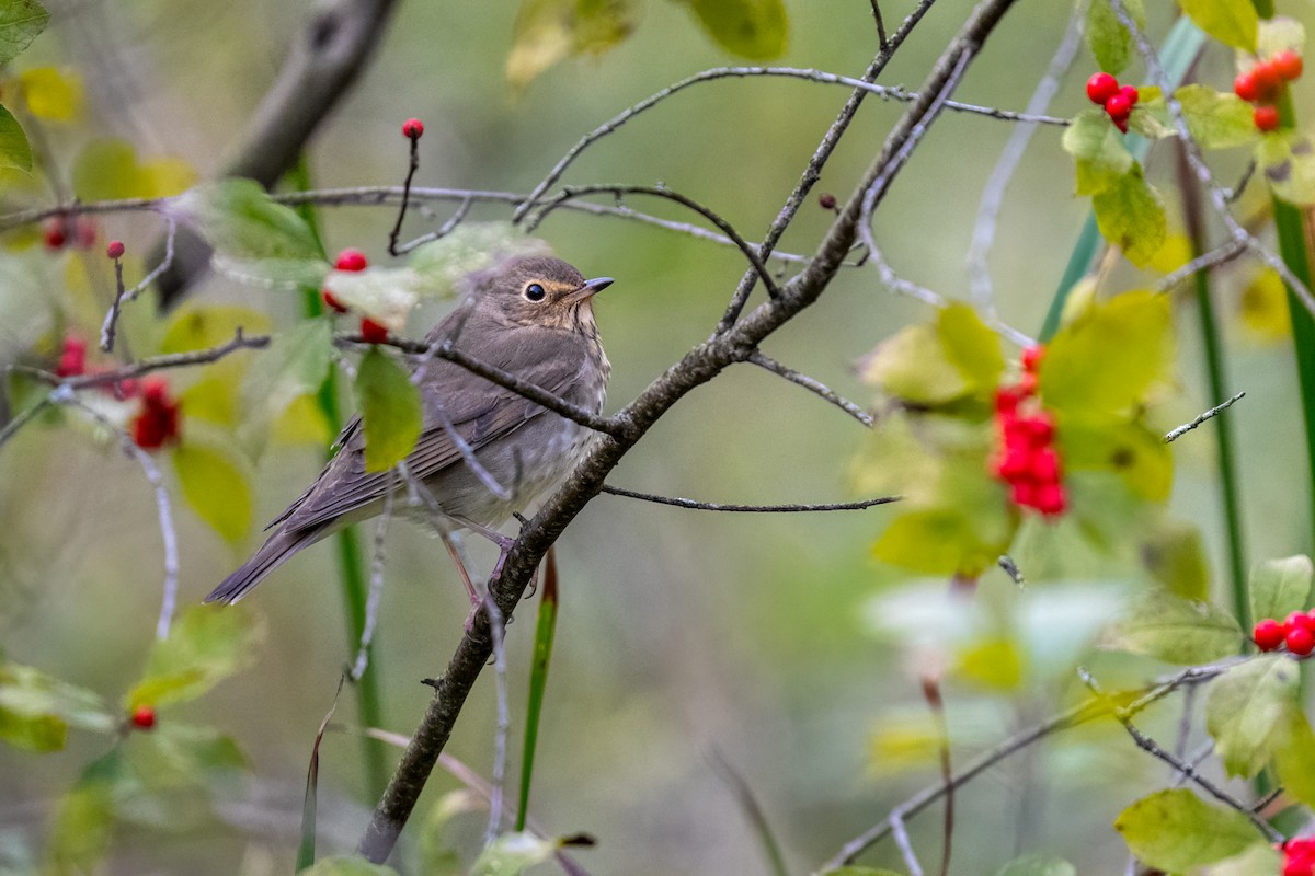 Swainson's Thrush - ML624163318