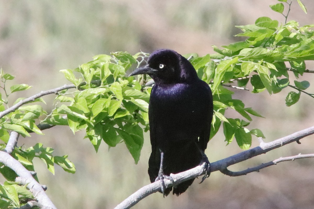 Boat-tailed Grackle - Robert Mercer