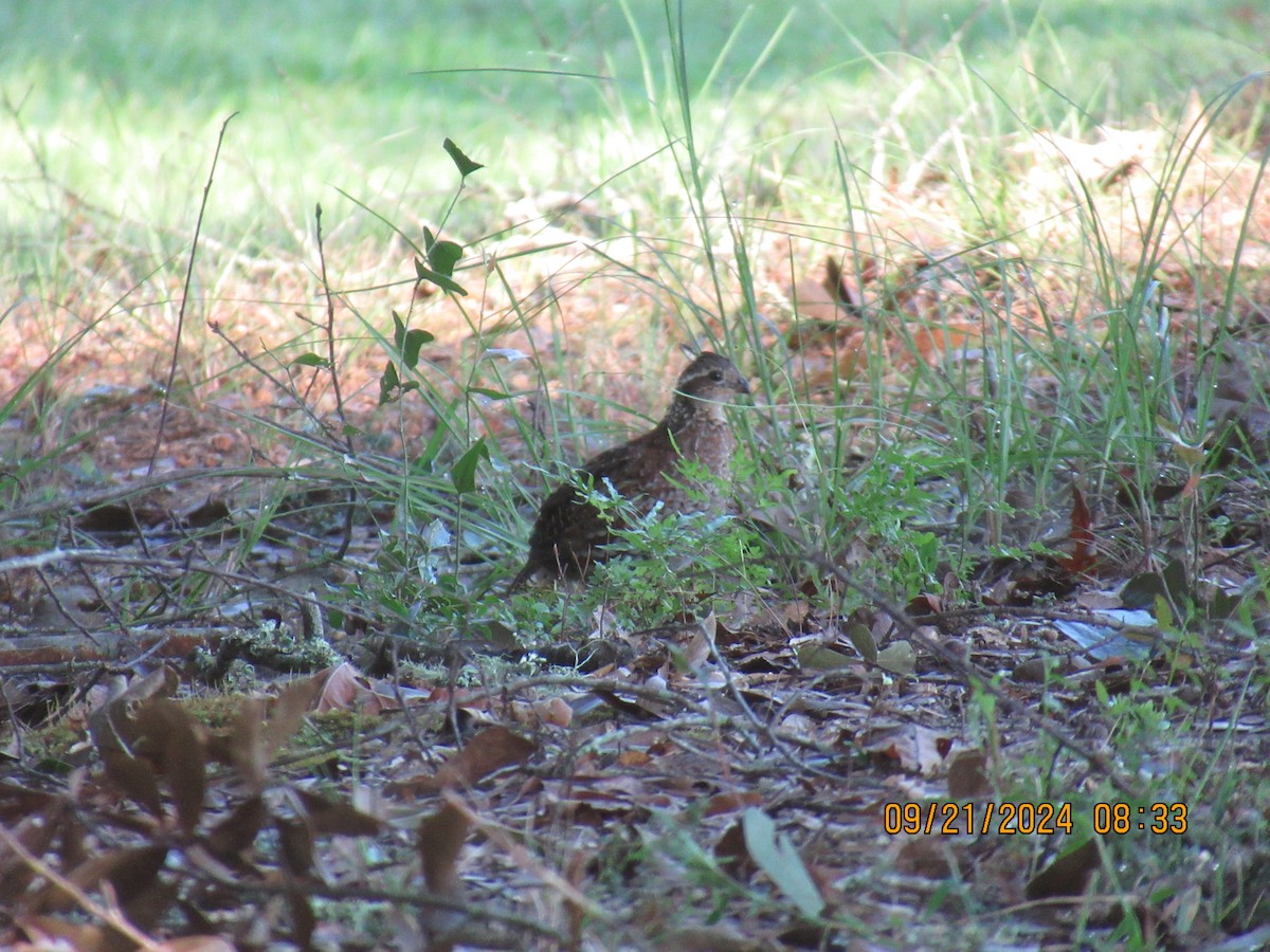 Northern Bobwhite - ML624163339