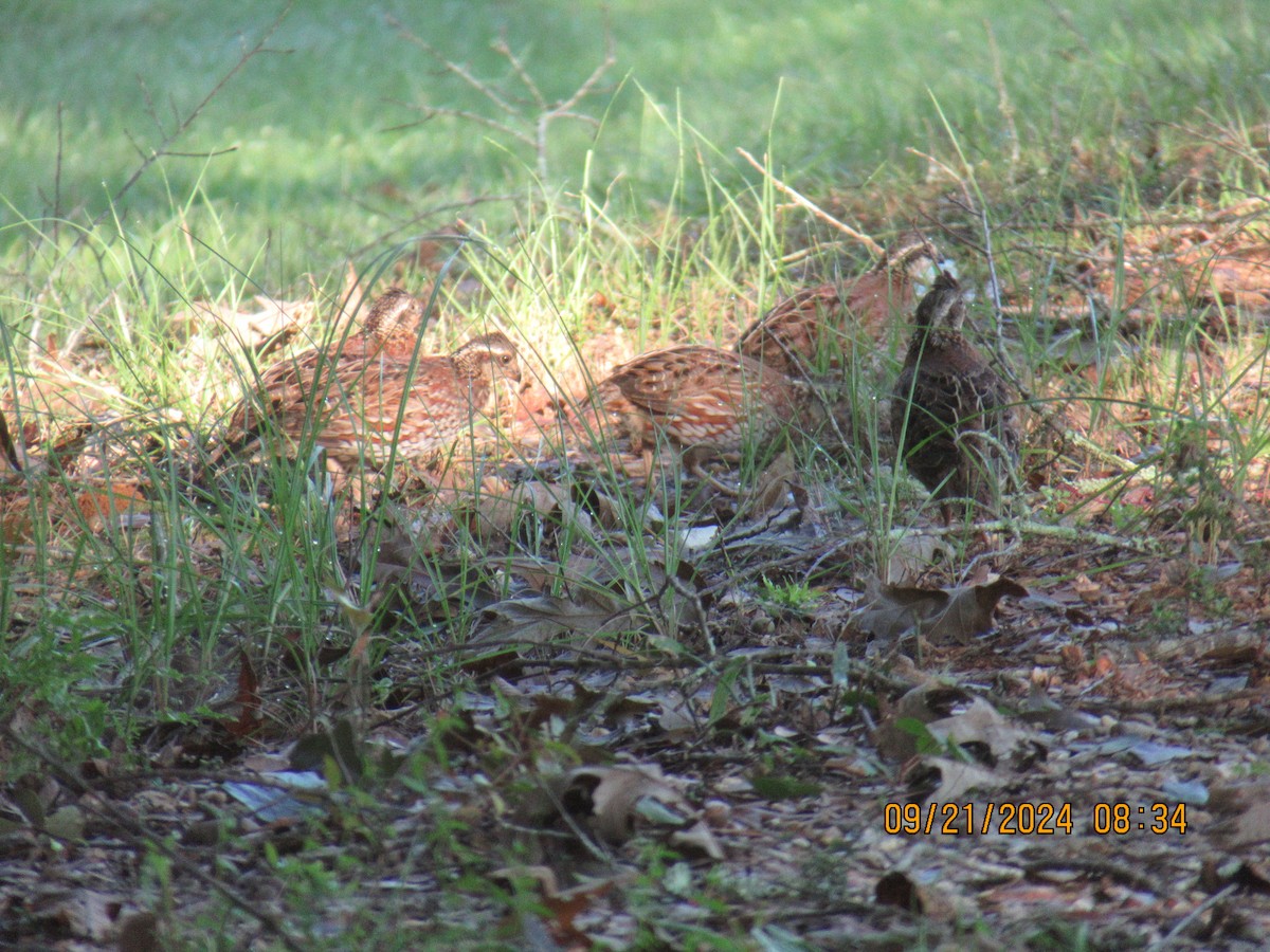 Northern Bobwhite - ML624163365