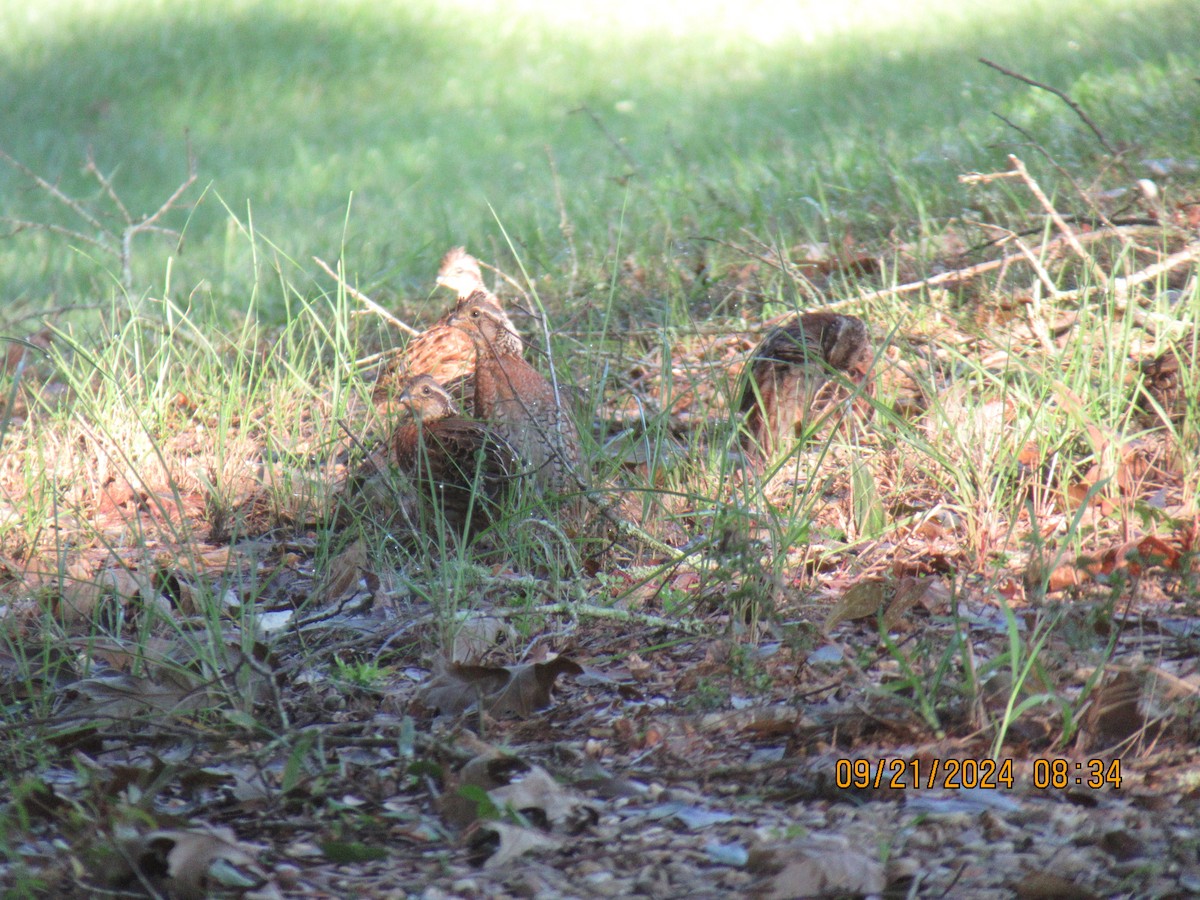 Northern Bobwhite - ML624163366