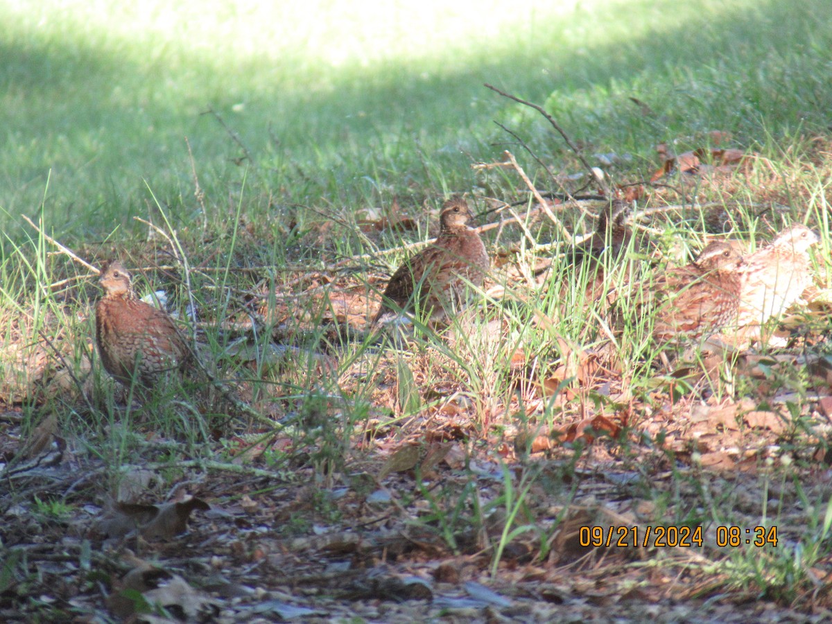 Northern Bobwhite - ML624163367