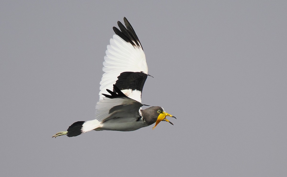 White-crowned Lapwing - ML624163384