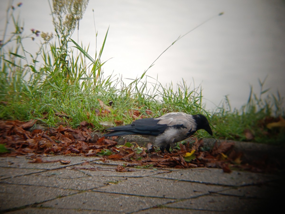 Hooded Crow - Diego Iván Ordoñez Mazier