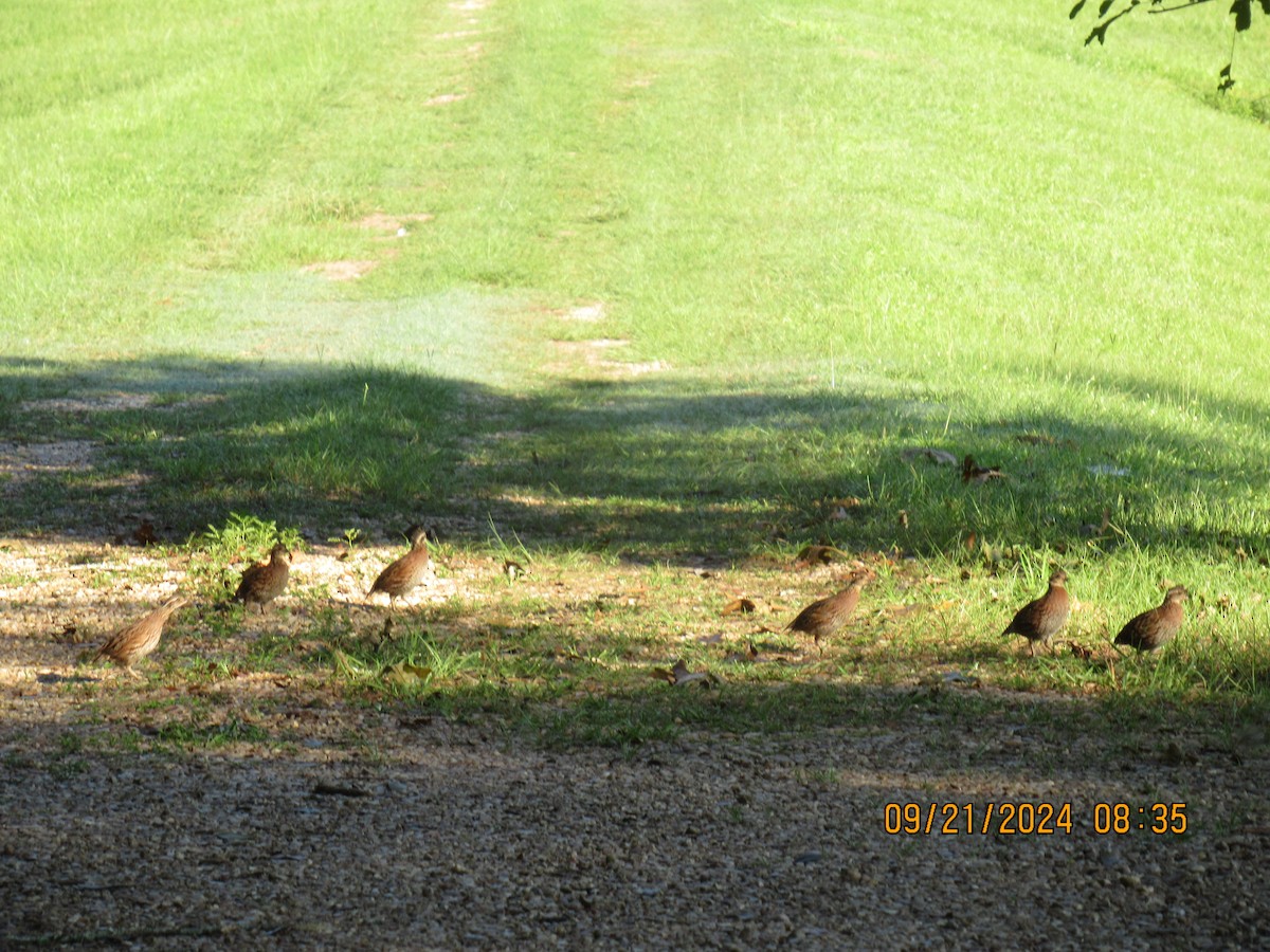 Northern Bobwhite - ML624163420