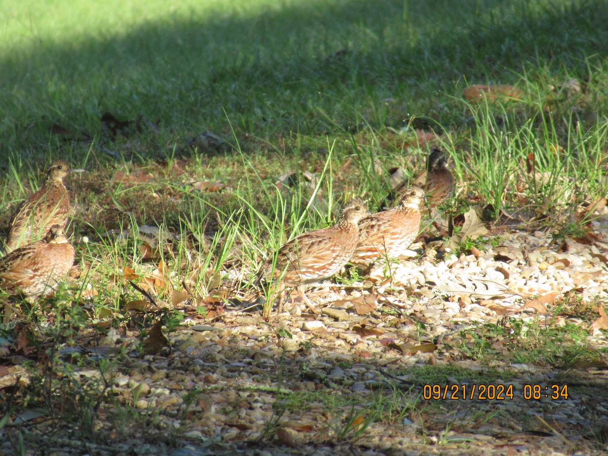 Northern Bobwhite - ML624163424