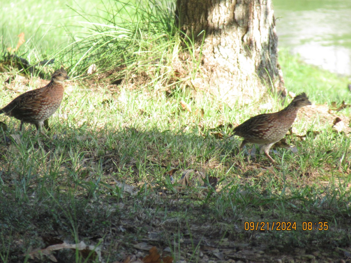 Northern Bobwhite - ML624163425