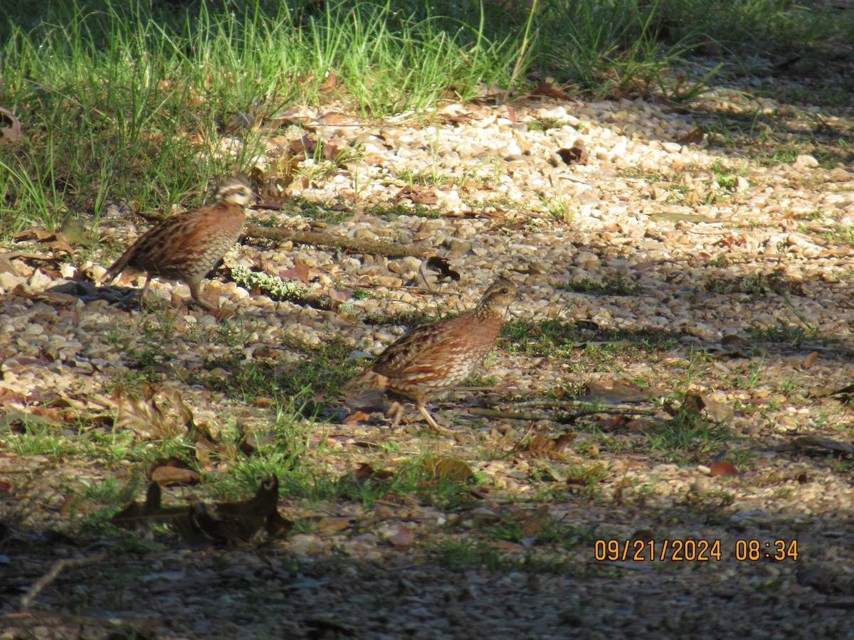 Northern Bobwhite - ML624163426