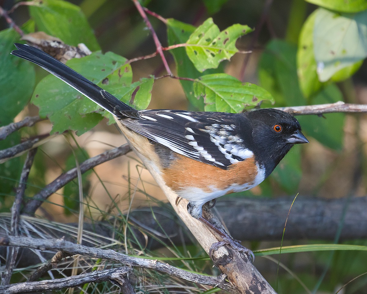 Spotted Towhee - Doug Backlund