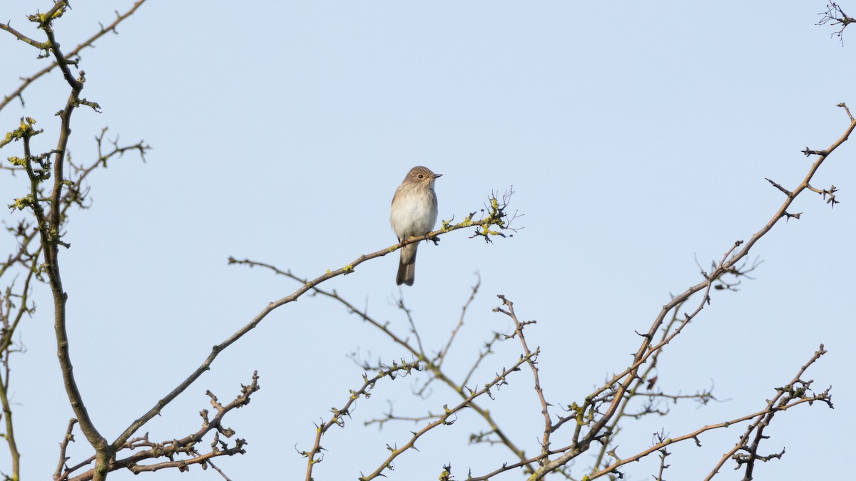 Spotted Flycatcher - ML624163437