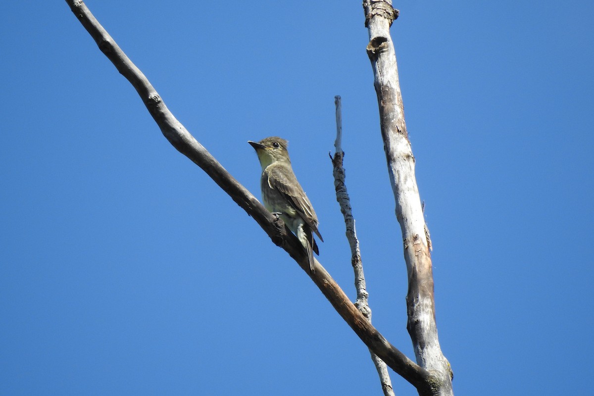 Olive-sided Flycatcher - Pablo Macías Torres