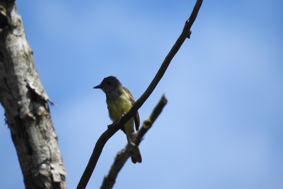 Great Crested Flycatcher - ML624163515