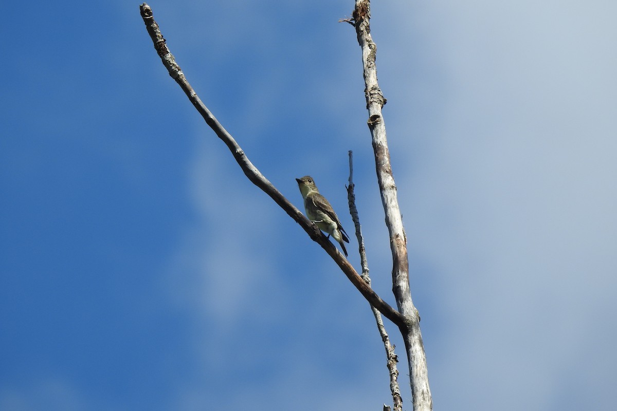 Olive-sided Flycatcher - ML624163518