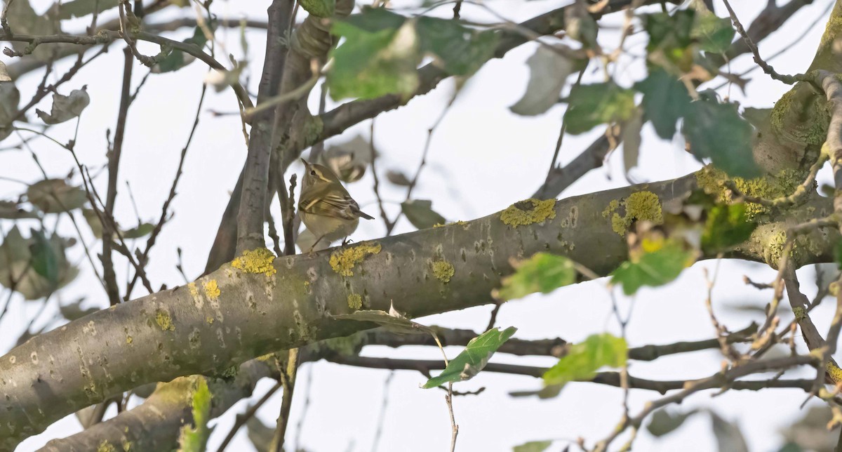 Yellow-browed Warbler - ML624163540