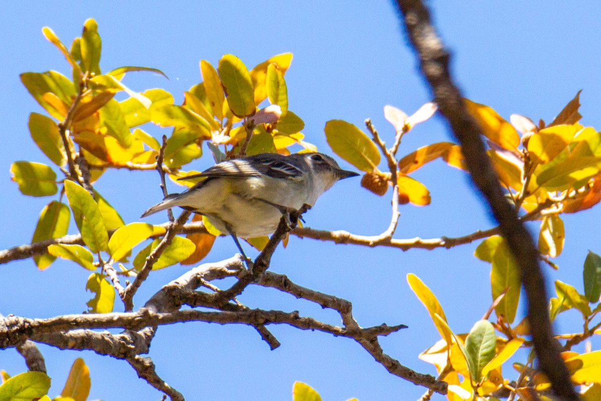 Plumbeous Vireo - ML624163615