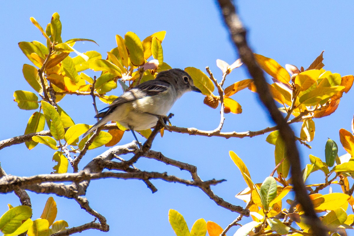 Plumbeous Vireo - ML624163616