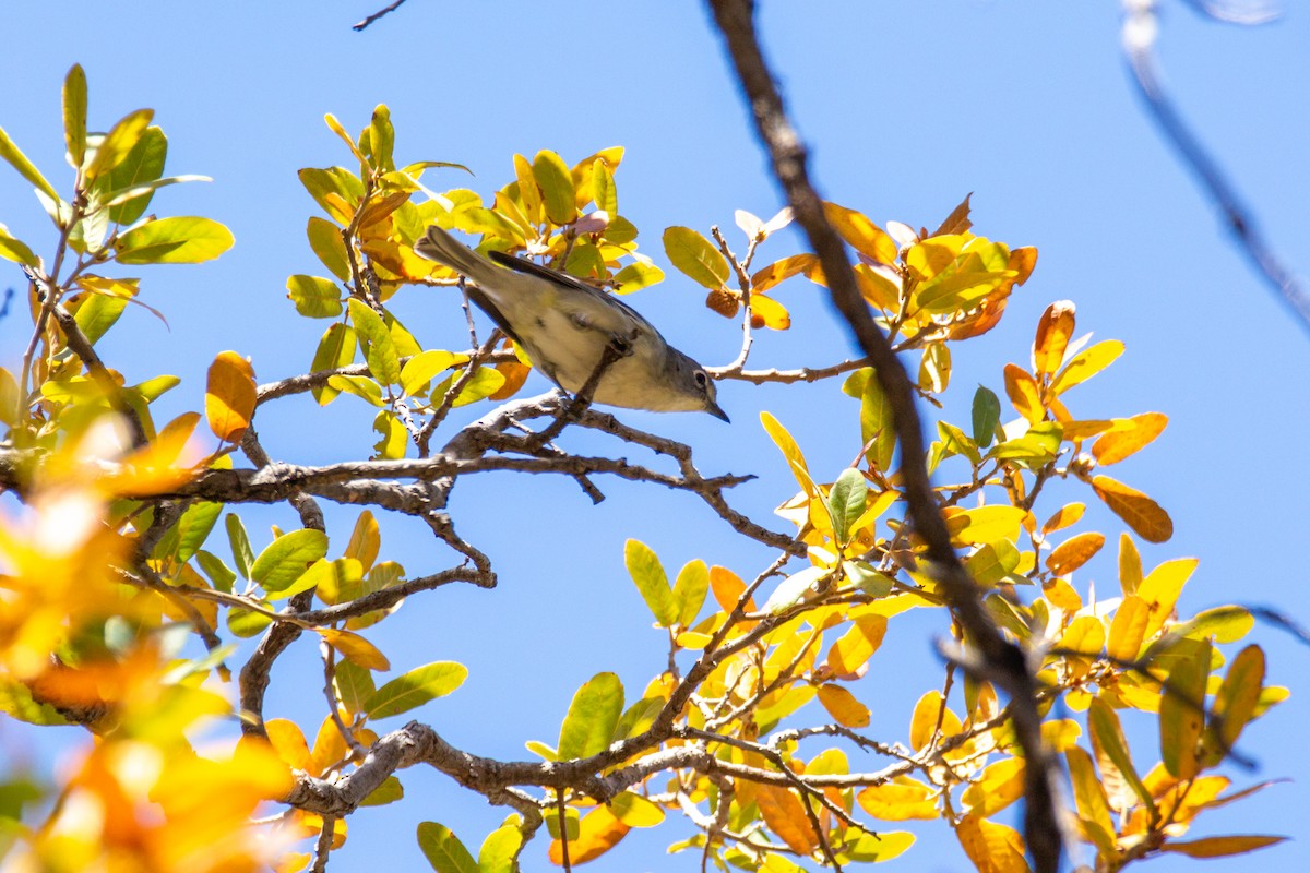 Plumbeous Vireo - ML624163617