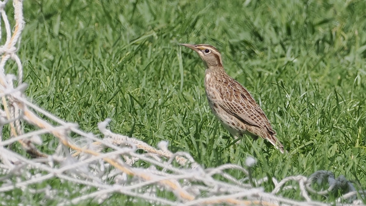 Western Meadowlark - ML624163734