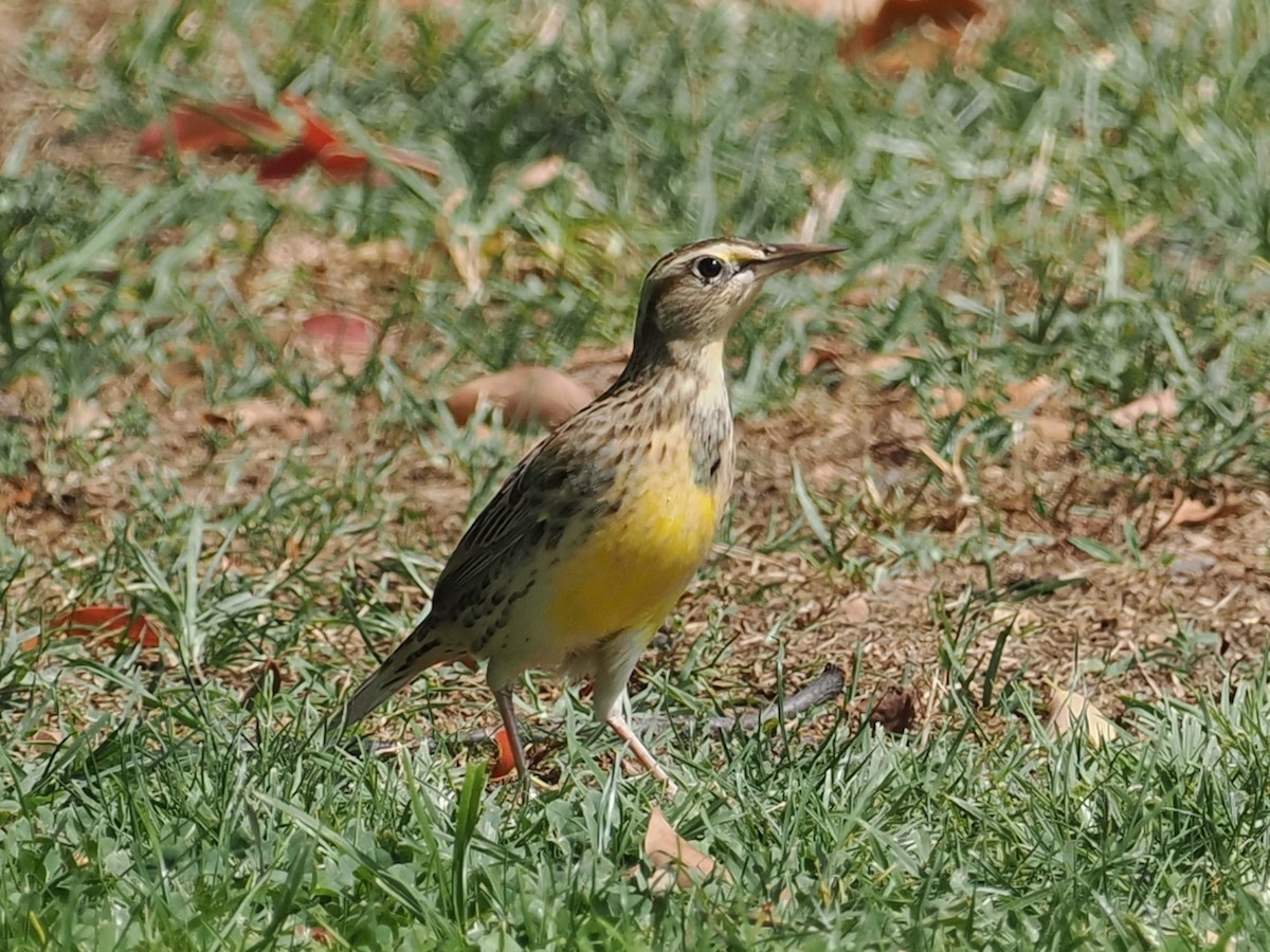 Western Meadowlark - Robert McNab