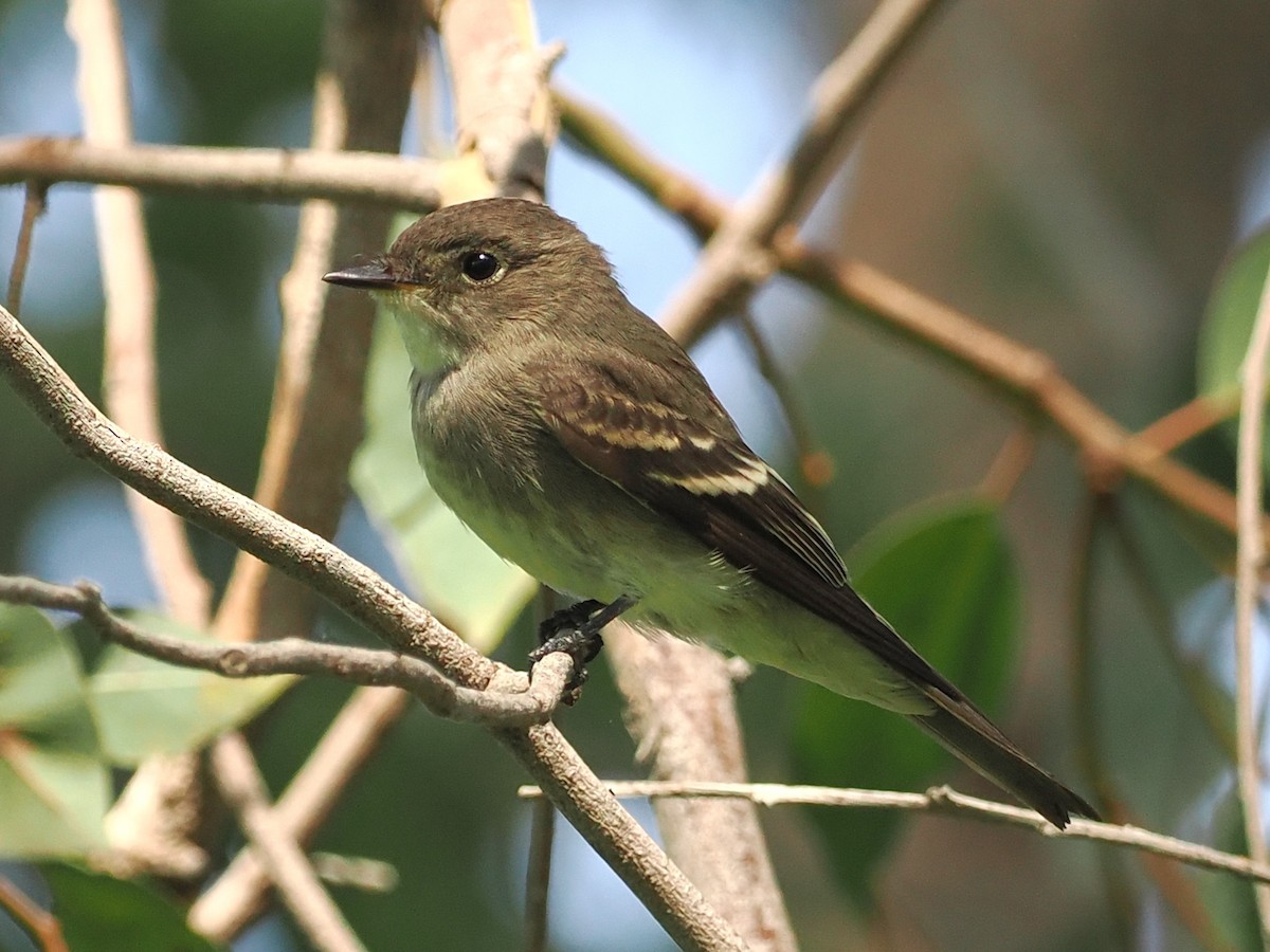 Western Wood-Pewee - ML624163746