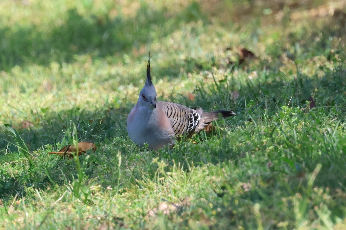 Crested Pigeon - Dennis Devers